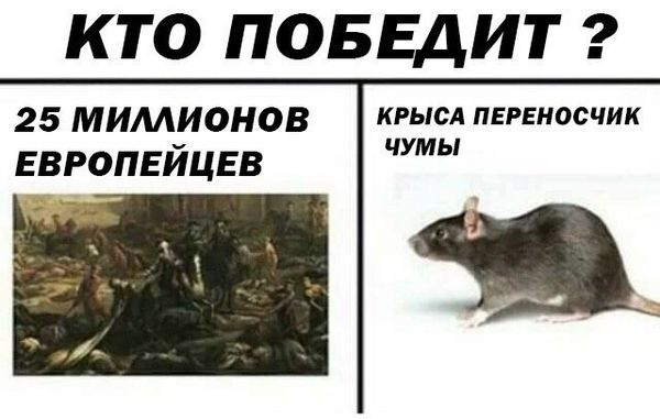 Обработка от грызунов крыс и мышей в Ростове-на-Дону