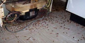 Поморить тараканов в квартире в Ростове-на-Дону, цены