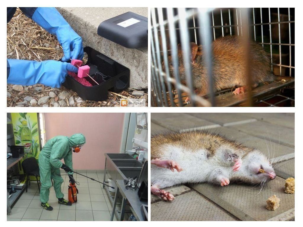 Фирма по уничтожению грызунов, крыс и мышей в Ростове-на-Дону