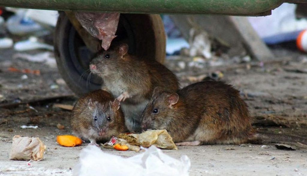Травить грызунов крыс и мышей в Ростове-на-Дону