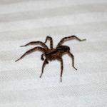 как избавиться от пауков в доме и квартире