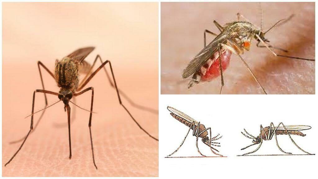 Уничтожение комаров в Ростове-на-Дону