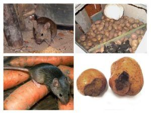 Служба по уничтожению грызунов, крыс и мышей в Ростове-на-Дону