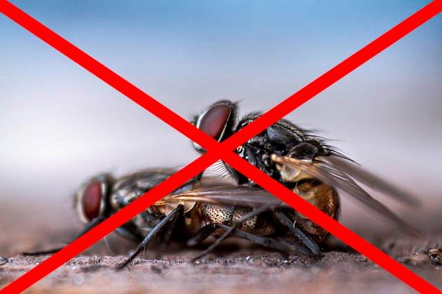 Профессиональное уничтожение мух в Ростове-на-Дону с гарантией