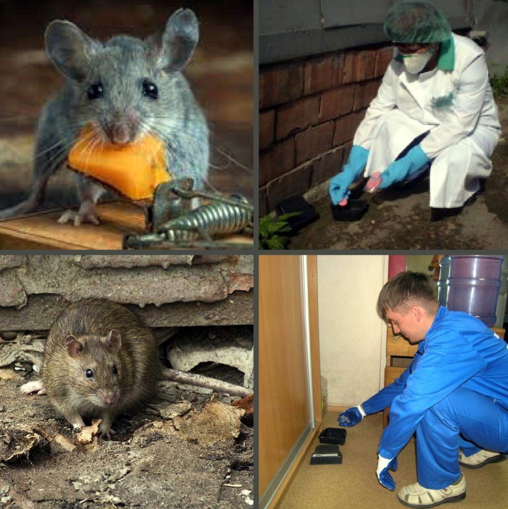 Дезинфекция от грызунов, крыс и мышей в Ростове-на-Дону