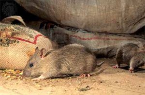Служба по уничтожению крыс и мышей