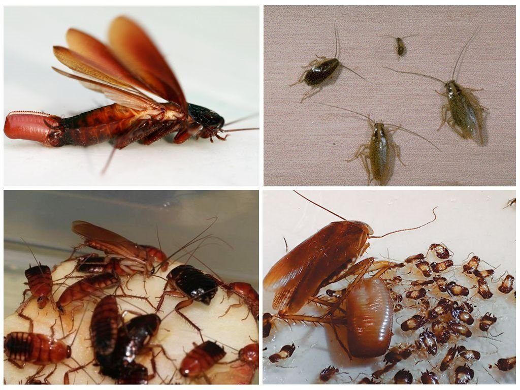 Уничтожение тараканов в квартире в Ростове-на-Дону 